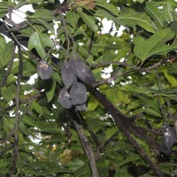 Brachychiton acerifolius (A.Cunn. ex G.Don) F.Muell.